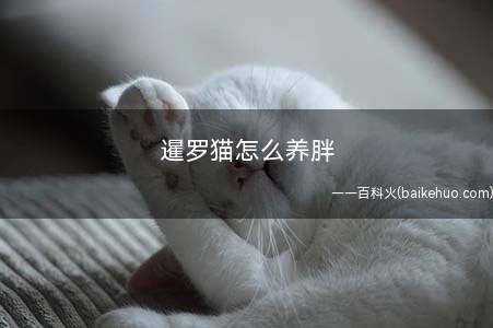 暹罗猫怎么养胖(如何选择合适猫咪的猫粮)