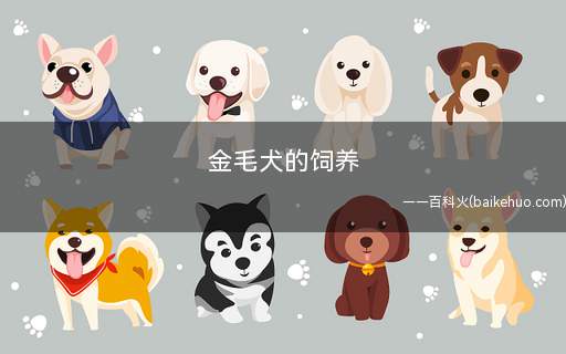 金毛犬的饲养