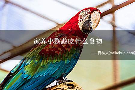 家养小鹦鹉吃什么食物(养小鹦鹉需要注意什么)