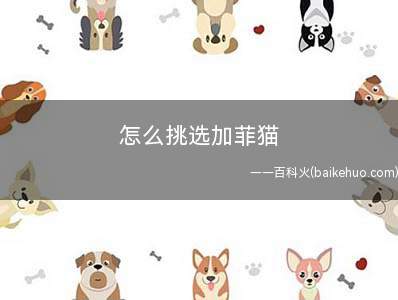 怎么挑选加菲猫