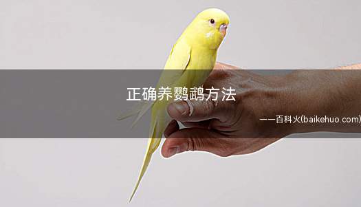 正确养鹦鹉方法(鹦鹉每个季节的情况是不一样的)