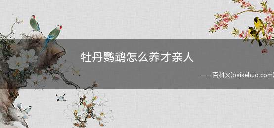 牡丹鹦鹉怎么养才亲人(成年牡丹鹦鹉上手的难度)