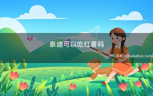 泰迪可以吃红薯吗