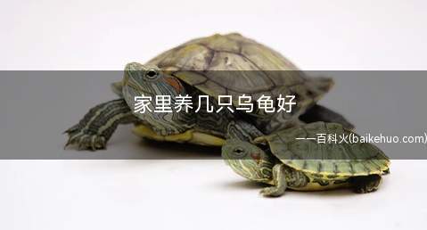 家里养几只乌龟好