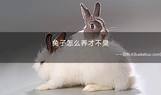 兔子怎么养才不臭