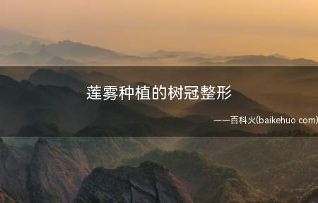 莲雾种植的树冠整形(莲雾幼树整形以培育4条)