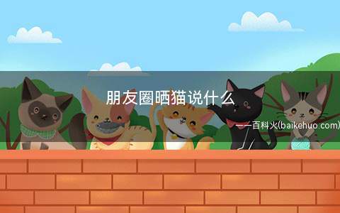 朋友圈晒猫说什么