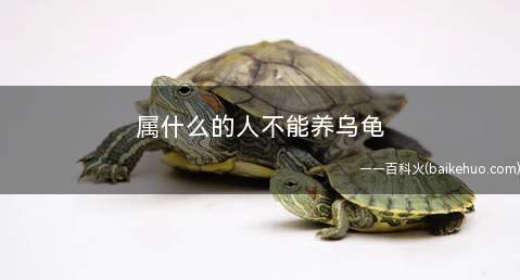属什么的人不能养乌龟(五行属火的人不适合养乌龟)