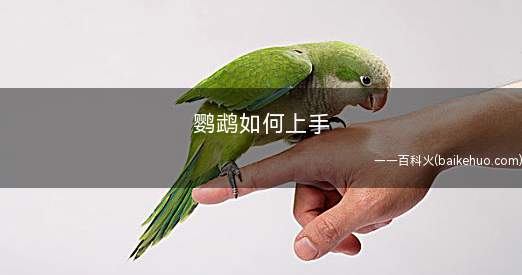 鹦鹉如何上手(鹦鹉的做法)