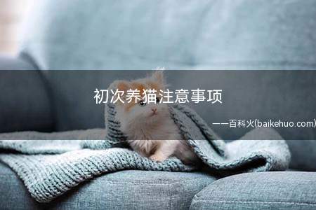 初次养猫注意事项(猫咪口腔以及下巴的清理)