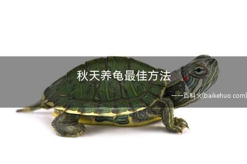 秋天养龟最佳方法(秋季养龟需要注意的事项)