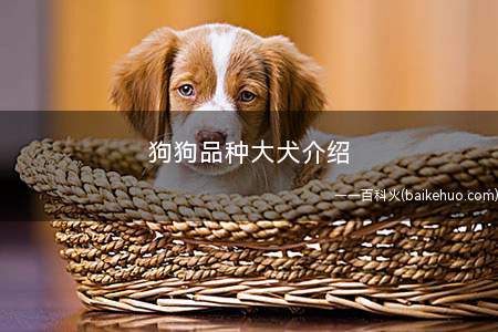 狗狗品种大犬介绍