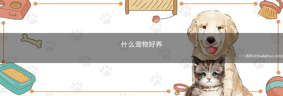什么宠物好养(适合上班族饲养的小宠物)