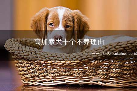 高加索犬十个不养理由(高加索品种价格及其昂贵)