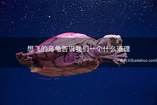 想飞的乌龟告诉我们一个什么道理