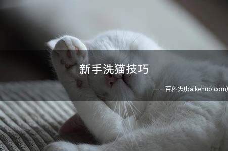 新手洗猫技巧(猫咪放到卫生间怎么办)
