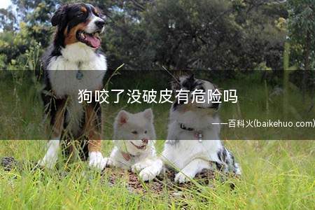狗咬了没破皮有危险吗