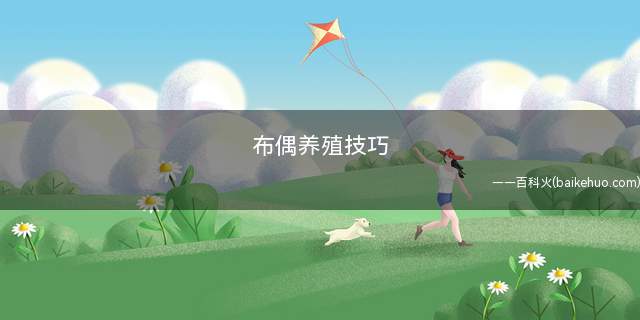 布偶养殖技巧(布偶猫的4大注意事项)