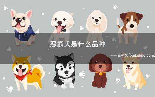 恶霸犬是什么品种(美国恶霸犬的品种有哪些)