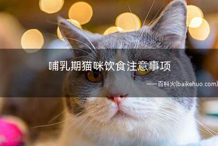 哺乳期猫咪饮食注意事项(宠物主人要给猫咪补充营养的话)