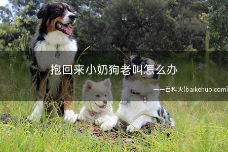 抱回来小奶狗老叫怎么办