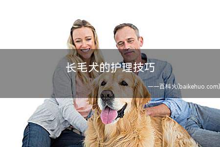 长毛犬的护理技巧(长毛犬的日常护理)