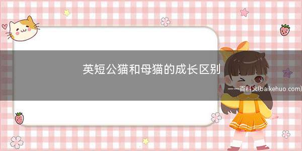英短公猫和母猫的成长区别