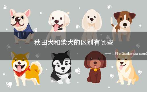 秋田犬和柴犬的区别有哪些(秋田犬和柴犬有什么区别)