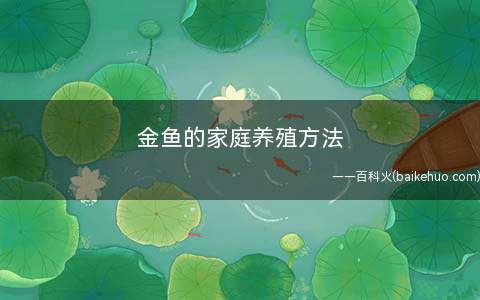 金鱼的家庭养殖方法(家养金鱼养水主要与以下五个因素有关)