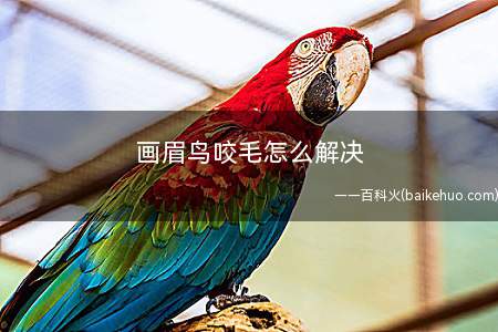 画眉鸟咬毛怎么解决