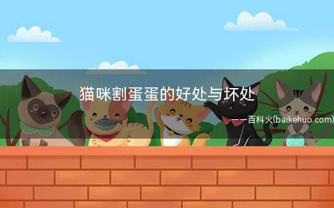 猫咪割蛋蛋的好处与坏处(猫咪绝育的坏处)