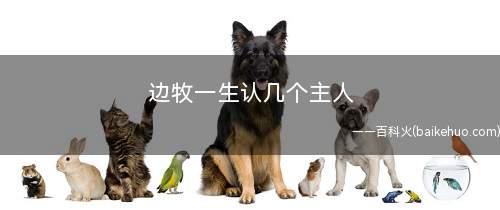 边牧一生认几个主人
