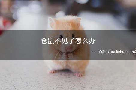 仓鼠不见了怎么办(仓鼠在找到食物的时候是会响的)