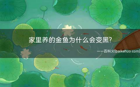 家里养的金鱼为什么会变黑?