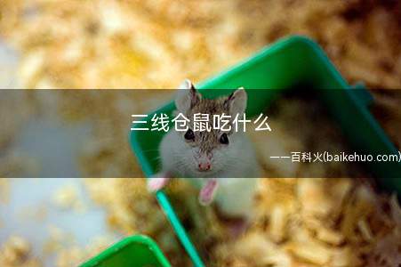 三线仓鼠吃什么(仓鼠吃什么好)