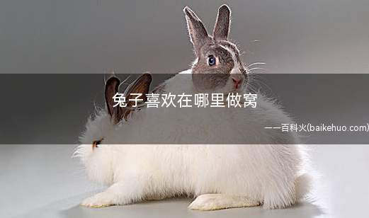 兔子喜欢在哪里做窝(兔舍与兔舍之间也要有一定的卫生间隔)