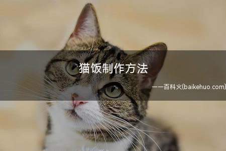猫饭制作方法(猫咪吃什么食物最好)