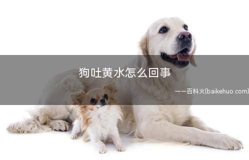 狗吐黄水怎么回事(狗吐黄水的原因可能是:)