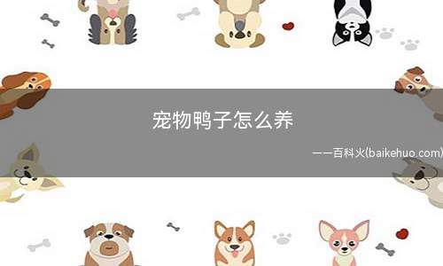 宠物鸭子怎么养