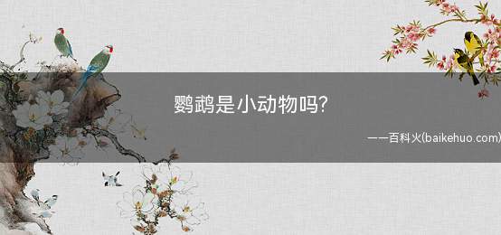 鹦鹉是小动物吗(鹦鹉和鹦鹉有什么区别)