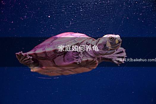 家庭如何养龟(养乌龟要选择合适的小乌龟)