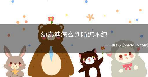 幼泰迪怎么判断纯不纯(贵宾犬买的时候需要注意什么)