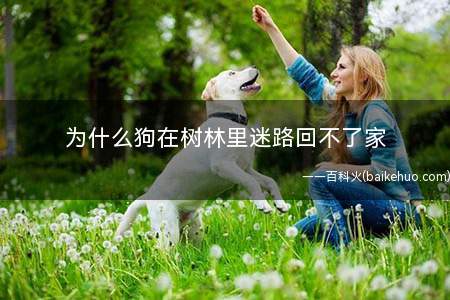 为什么狗在树林里迷路回不了家(宠物狗为什么会导致狗狗留下气味)