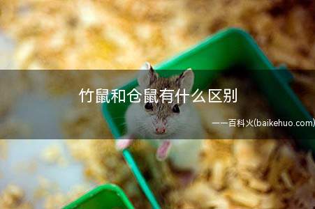 竹鼠和仓鼠有什么区别(仓鼠生物分类学上是什么)