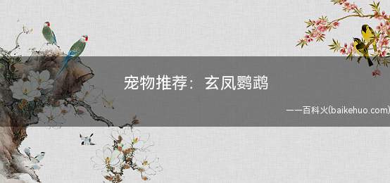 宠物推荐:玄凤鹦鹉