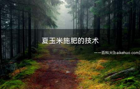 夏玉米施肥的技术