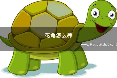 花龟怎么养(人工饲养下的食物有哪些)