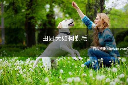 田园犬如何剃毛(如何修剪狗狗耳际的毛发)
