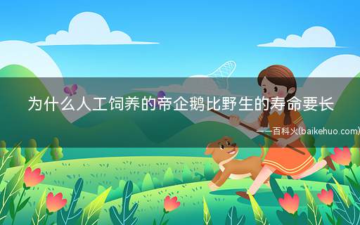 为什么人工饲养的帝企鹅比野生的寿命要长(人工饲养环境下食物充足)