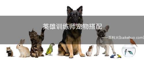 英雄训练师宠物搭配(英雄训练师宠物怎样搭配)